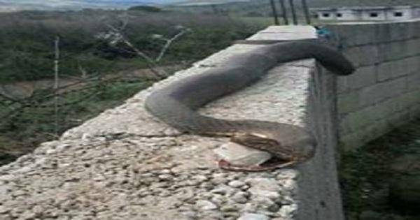 بالصورة قتل افعى طولها مترين في لبنان