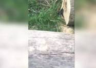 بالفيديو الصادم، قطع جذع شجرة وهذا ما وجد داخله!!