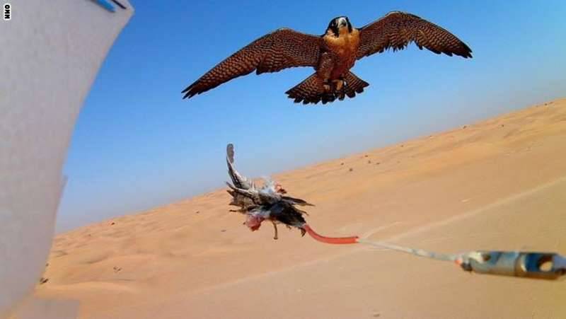 بالفيديو.. معركة بين صقر وطائرة بدون طيار في صحراء دبي