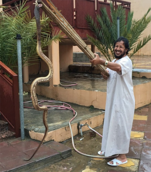 صور: سعودي يفاجأ بثعبان كوبرا ضخم في حوش منزله !!