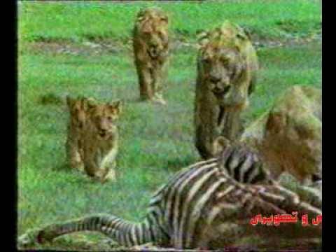 حيوانات تتصارع مناظر حية ورائعة