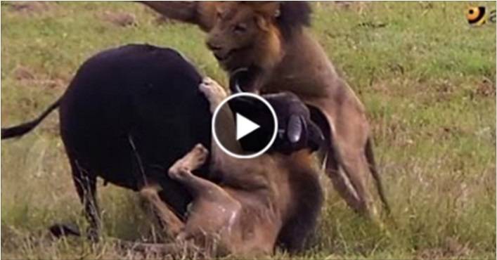 بالفيديو: شاهد معركة شرسة بين أسدين وبقرة تنتهى بمشهد عجيب!