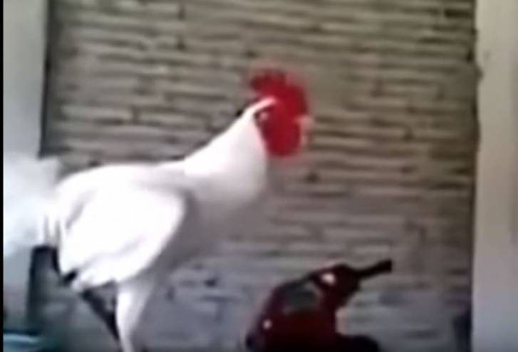 فيديو: ديك يضحك مثل الانسان تماما