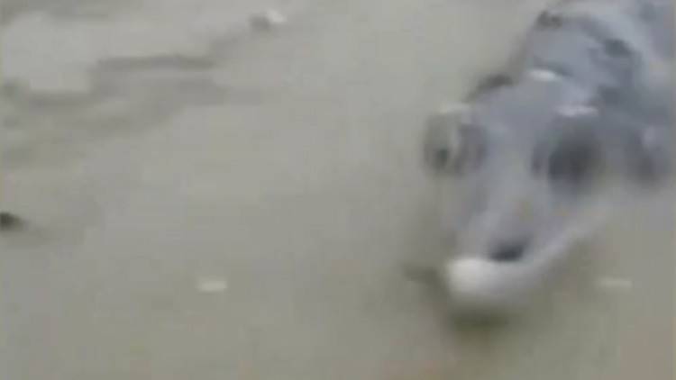 صينيون يصطادون كائنا غريبا!