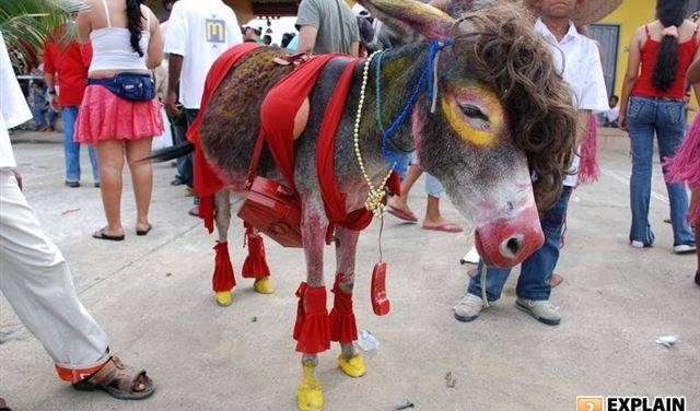 المكسيك.. مسابقة لإختيار ملكة جمال الحمير