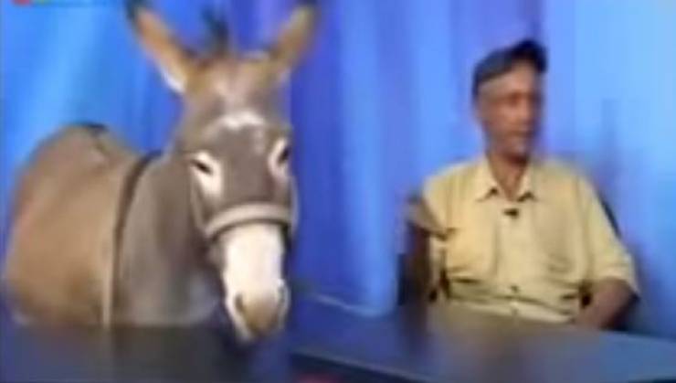 فيديو: لأول مرة في التاريخ... حمار على الهواء مباشرة!