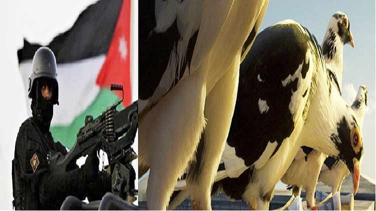 عطش حمامة زاجلة يكشف خلية لـ