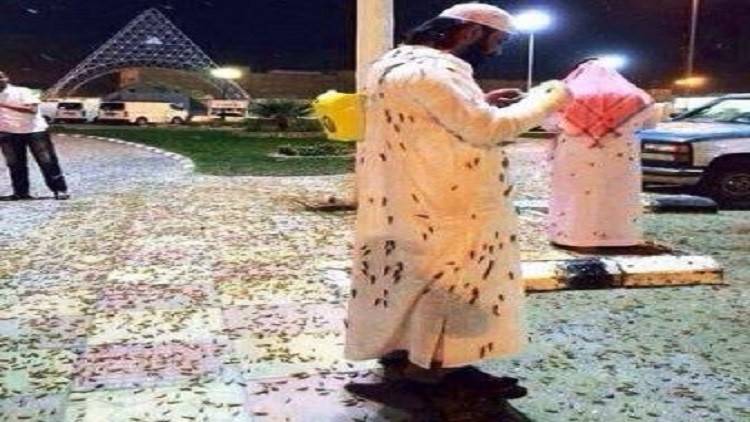 فيديو.. أنهار من الجراد في السعودية