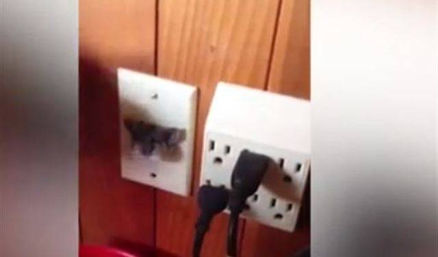 بالفيديو.. كيف علق هذا الفأر داخل مقبس كهربائي؟