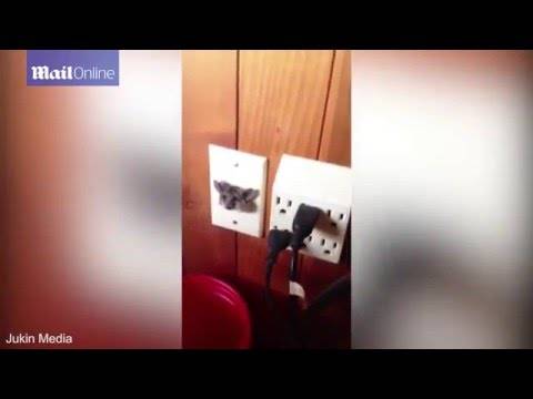 بالفيديو: فأر“غريب عجيب” يعلق داخل مقبس كهربائي.. وهذا ما حصل ؟!!