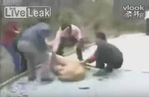 فيديو: إنقاذ فتاة من بين أنياب أسد قبل التهامها بلحظات