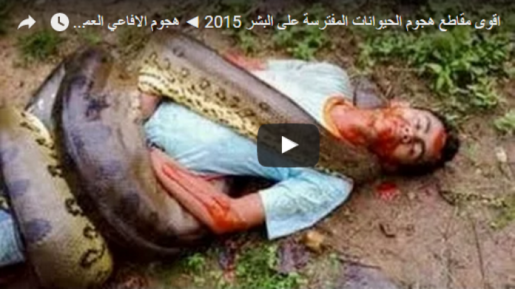 فيديو: هذا ما تفعله أفعى الأناكوندا بالانسان!