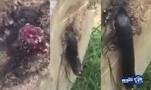 بالفيديو: رجل يقطع شجرة فيعثر على ما لا يتوقعه بداخلها