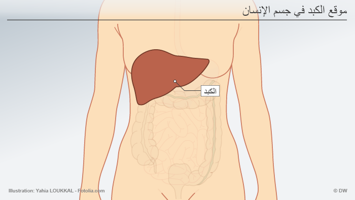 مع اقتراب شهر رمضان.. هذا ما يحدث في الجسم أثناء الصّيام