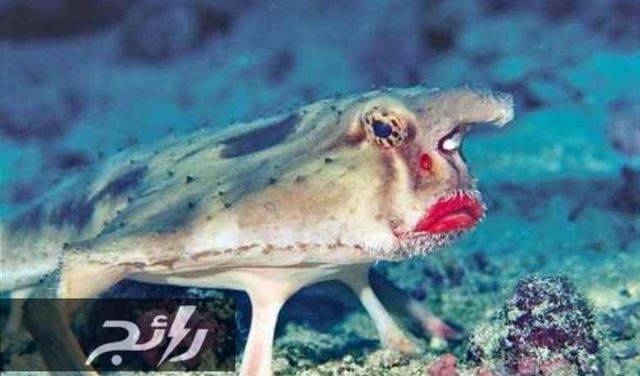 بالصور- أغرب كائن حي.. سمكة لا تسبح!