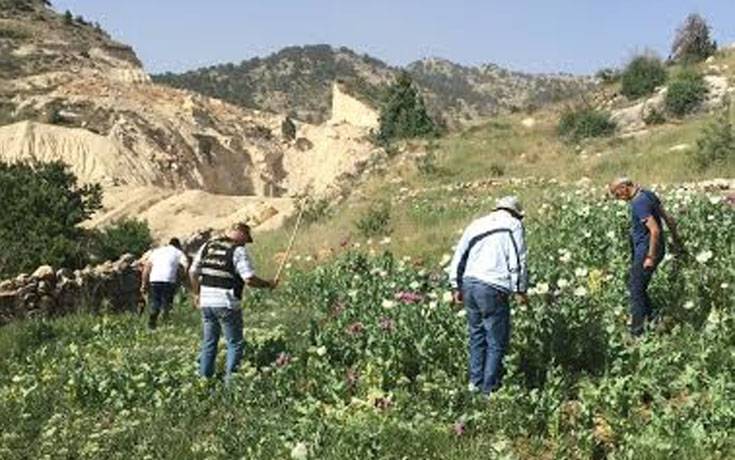 تلف حوالي 18 دونمًا من الأراضي المزروعة بنبتة الخشخاش