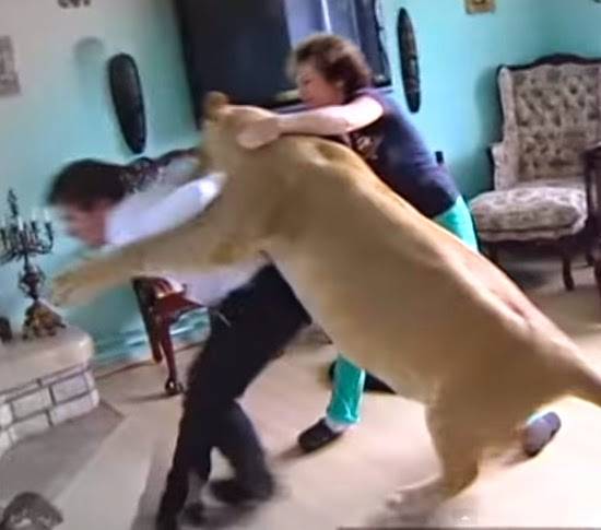 بالفيديو.. أسد يهاجم رجلاً في منزله!
