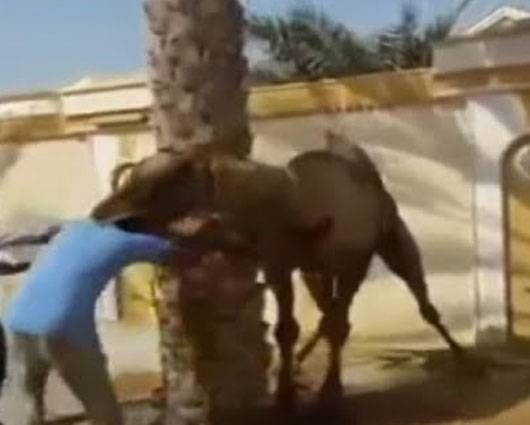 جمل يفتك بصاحبه من شدة الحر