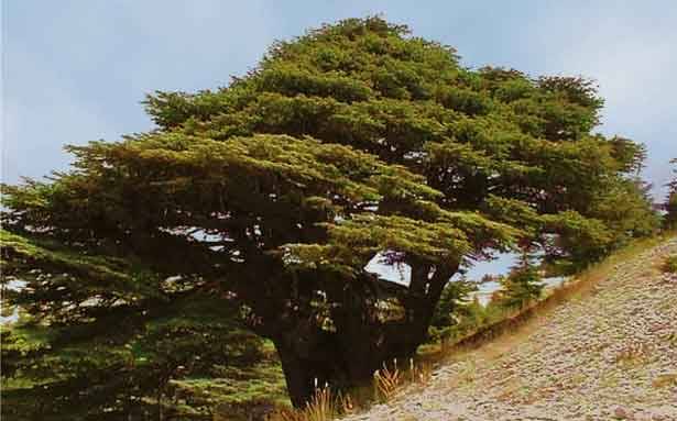بحبك يا لبنان !