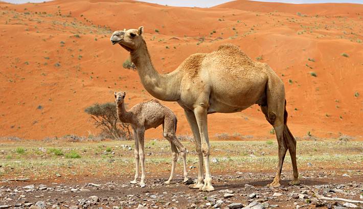 بعد تقييده ليومٍ كامل في الحر.. جمل يقطع رأس صاحبه ويأكله حياً!