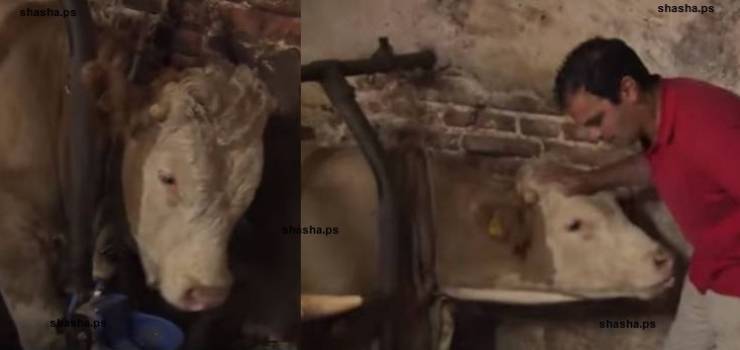 فيديو| هذا الثور كان مقيداً طوال حياته بالسلاسل.. وعندما تحرر حدثت الصدمة!