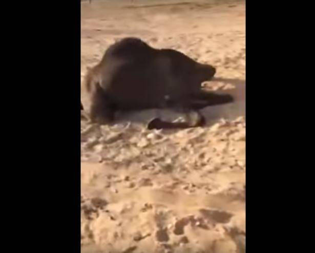 فيديو: انتقم من كفيله بأبشع الطرق