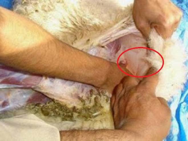 إمرأة تشترى خروف العيد و عند تنظيف بطنه تجد ما لا تتوقعه!