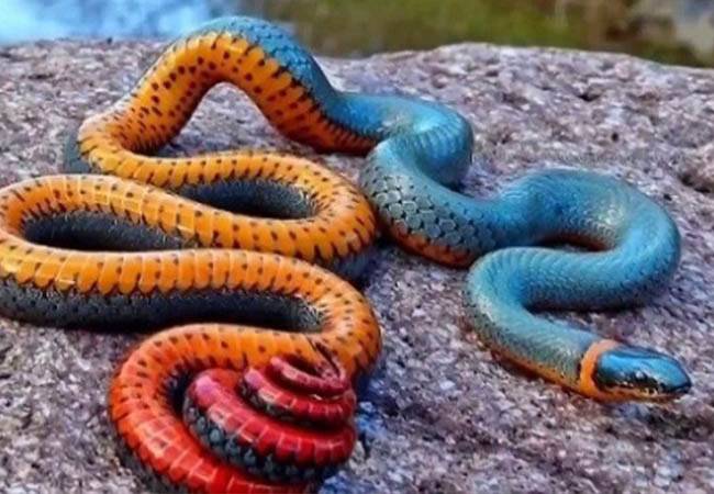 بالفيديو..العثور على أفعى داخل جهاز بلاي ستيشن 4