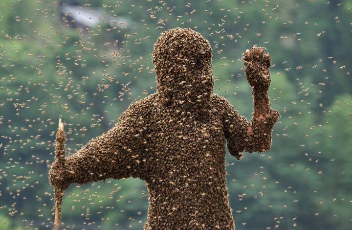 سرب من النحل يقتل شابًا أميركيًا في حديقة عامة! (صورة)