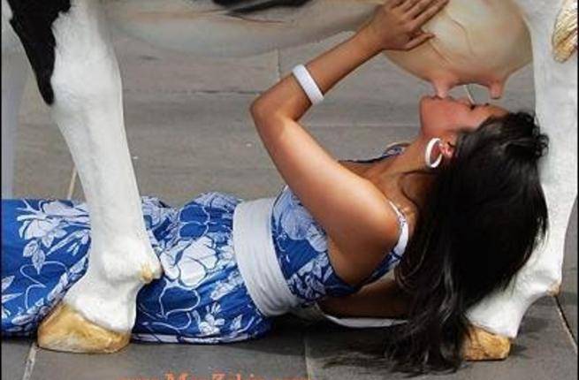 كيف تشربين الحليب من.. البقرة!