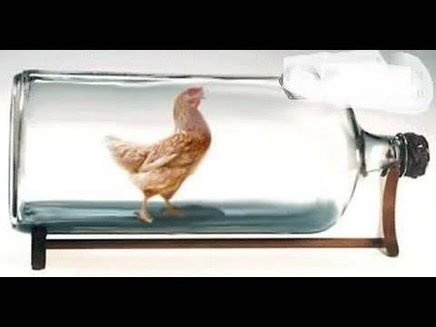 للأذكياء فقط.. كيف تخرج الدجاجة من الزجاجة؟!