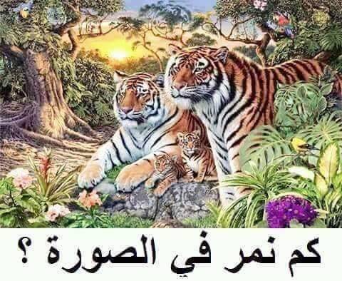كم نمر يظهر في هذه الصورة؟