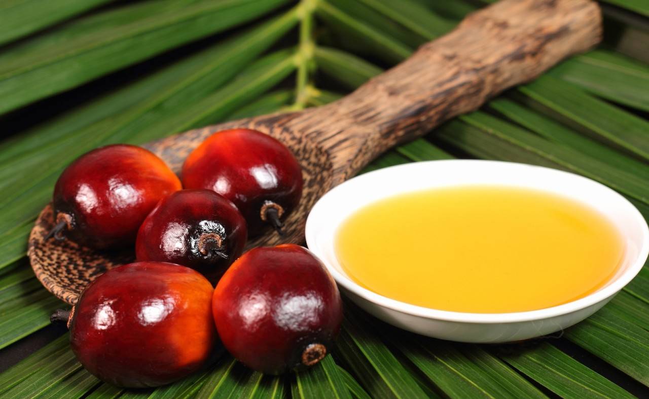 زيت النخيل بين الصح والخطأ