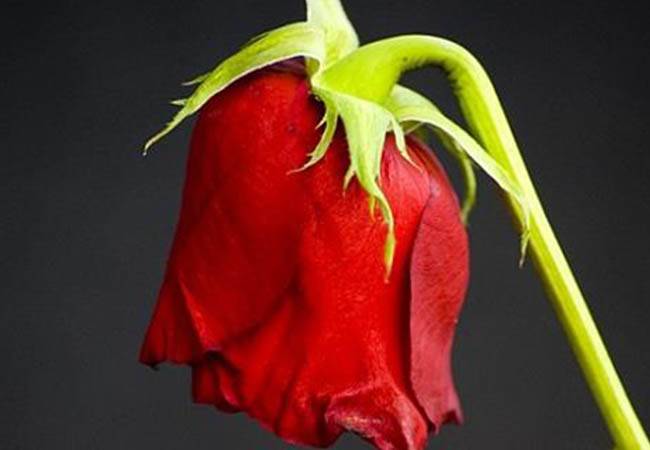 ابتكار جديد يبقي الأزهار متفتحة لعدة أيام