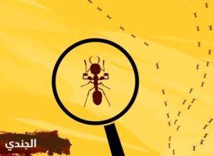 بالفيديو- جندي.. مجنّح.. حرس ملكي.. ماذا تعرف عن مملكة النمل؟
