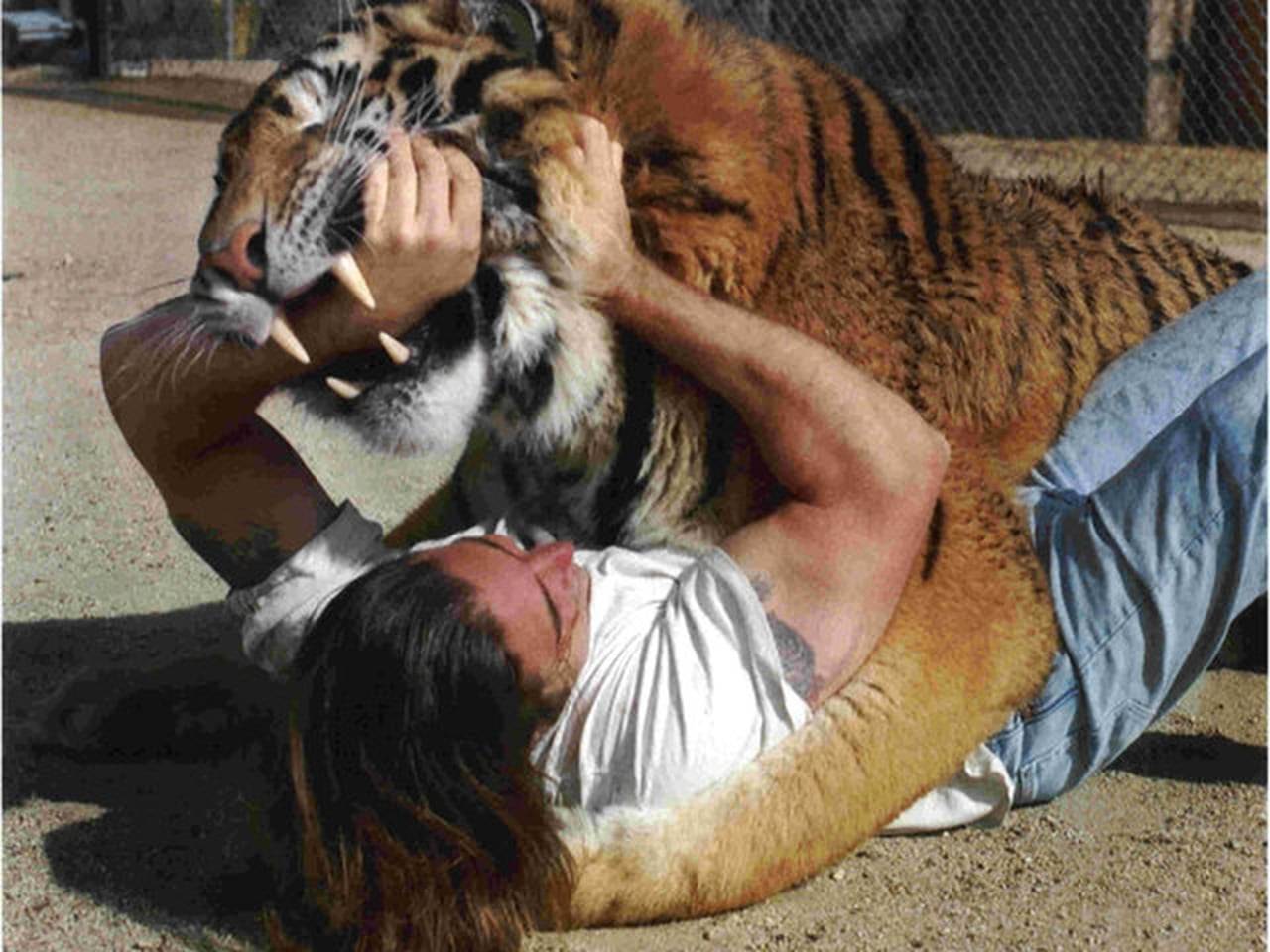 فيديو:  شاب حاصره 14 نمراً.. لن تصدق ماذا فعل!