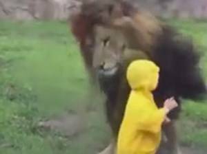 بالفيديو.. أسد ينقض على طفل .. شاهد ماذا حدث ؟