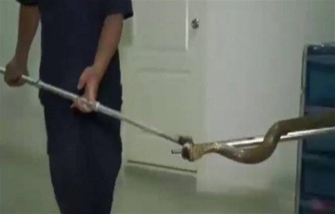هجوم ثان لأفعى.. من كرسي المرحاض