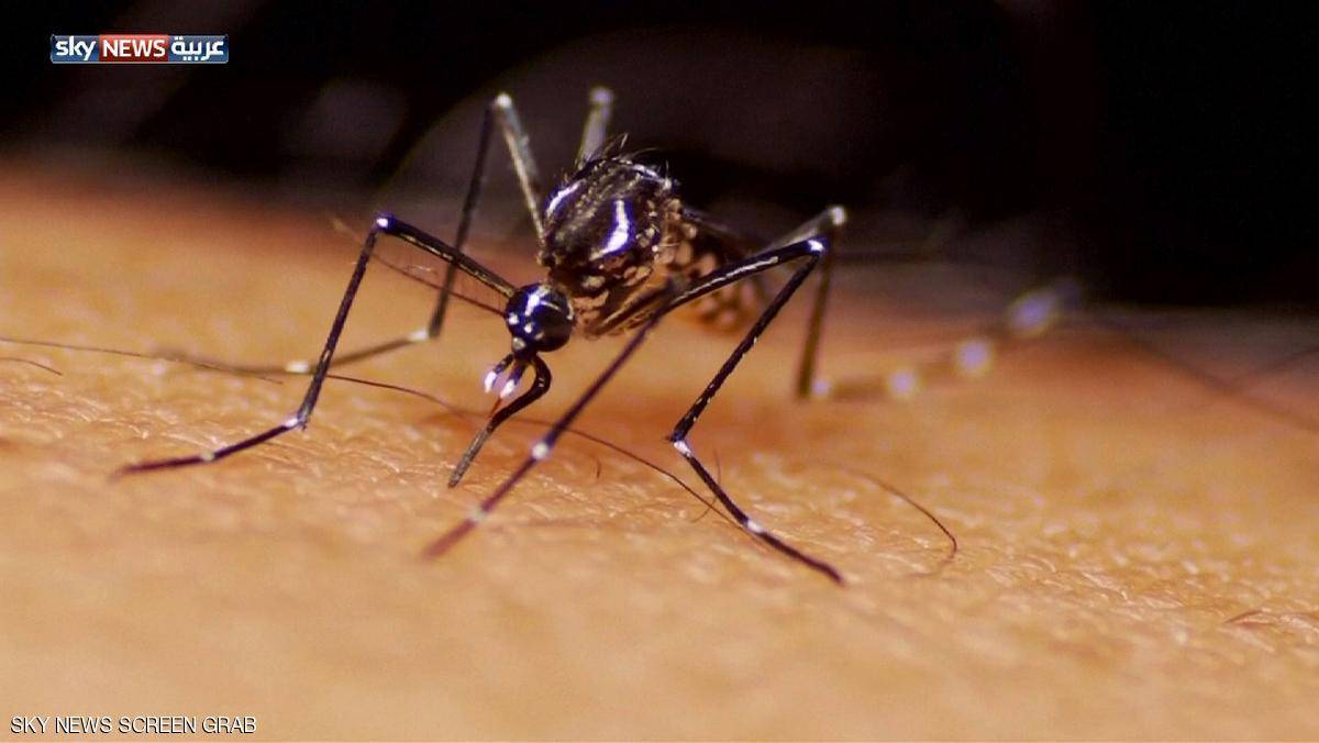 سلوفينيا تعلن اكتشاف أول حالة إصابة بزيكا