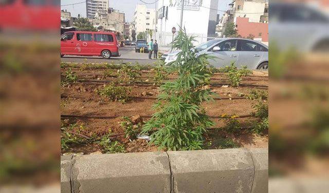 بالصور.. زراعة الحشيشة وصلت الى الدورة!