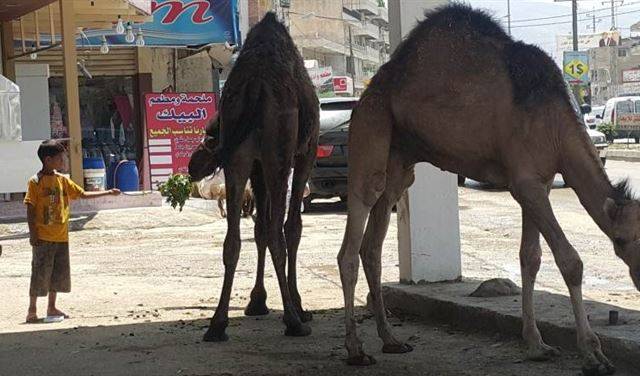 جمال مهربة تُذبح في البقاع!!