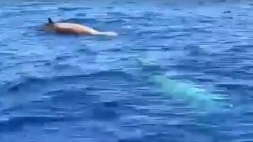 بالفيديو- حيتان في عرض البحر قبالة ساحل الضبيه