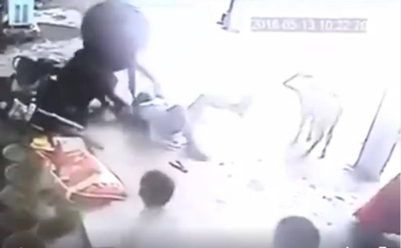 بالفيديو: شاهد إنسانية الحيوانات.. تنتقم لمقتل صاحبها!