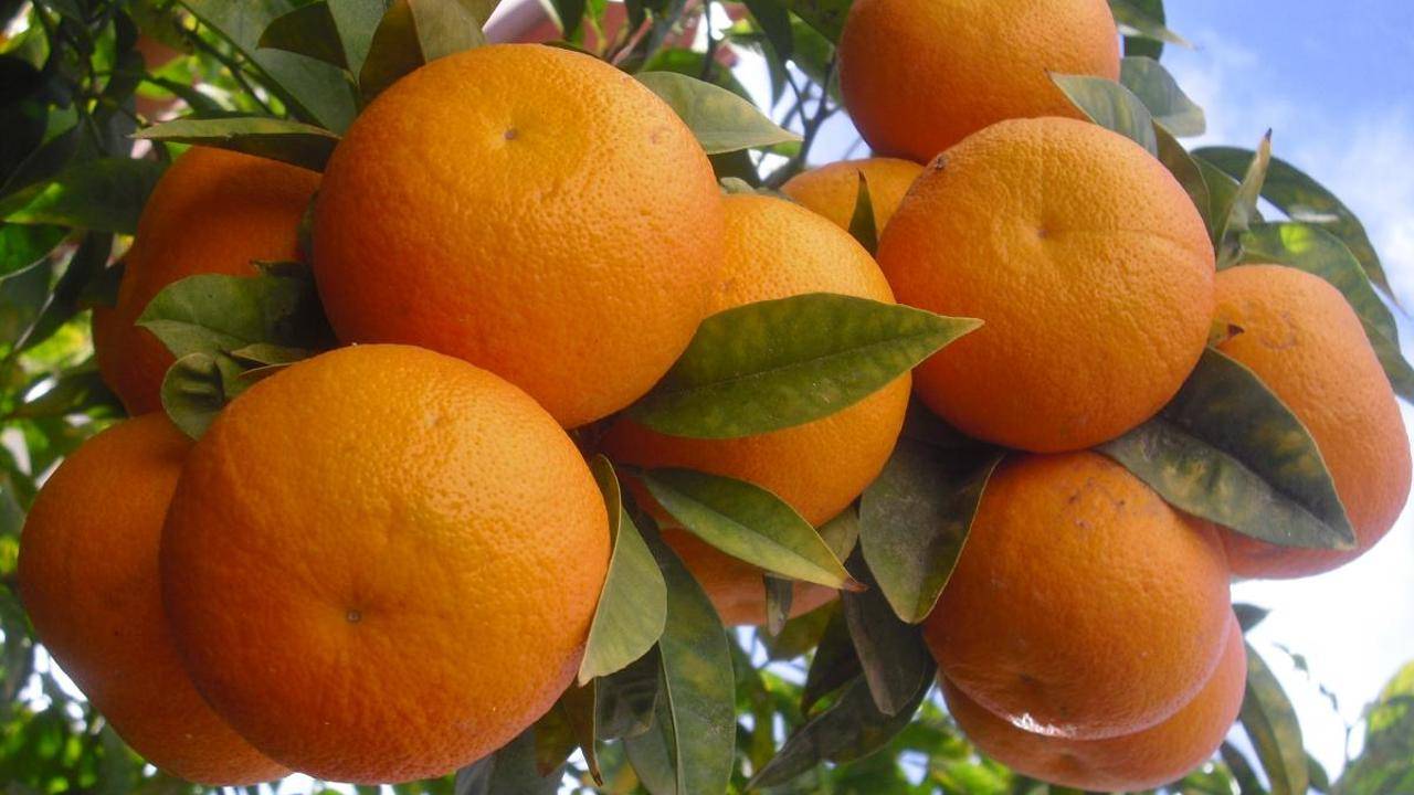 5 أطعمة تجنب النساء مشاكل التقدم في العمر