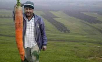 جزرة عملاقة من عكار