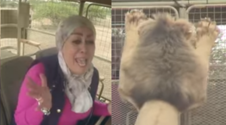 فيديو: صراخ ورعب الفنانة "هالة فاخر" لحظة هجوم أسد على السيارة الموجودة بها!