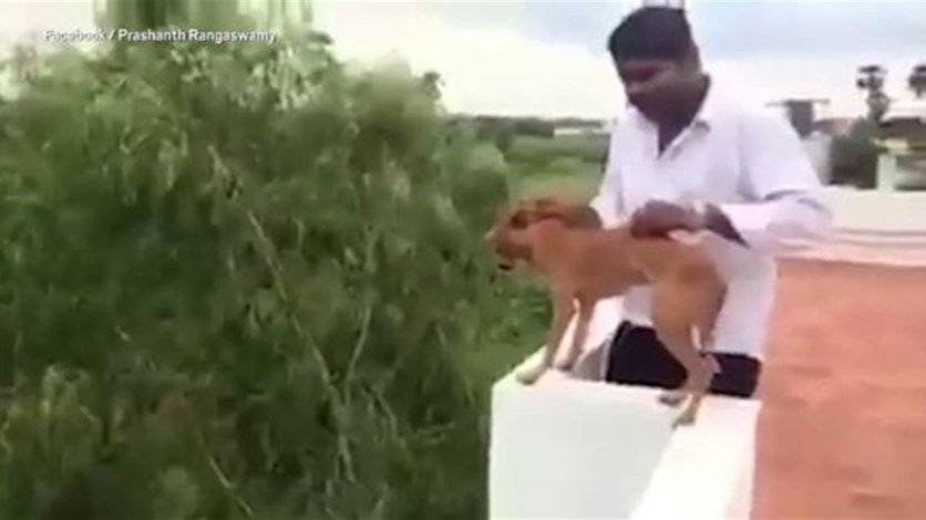 بالفيديو: رمى الكلب بدمّ بارد من مبنى شاهق