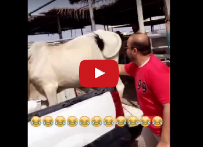 شاهدوا ماذا فعل عجل مع شاب حاول مضايقته !