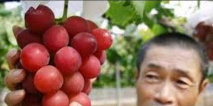 لماذا بيع عنقود العنب هذا بـ 11 الف دولار ؟