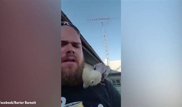 بالفيديو.. ببغاء يرقص على أغنية جاستين بيبر